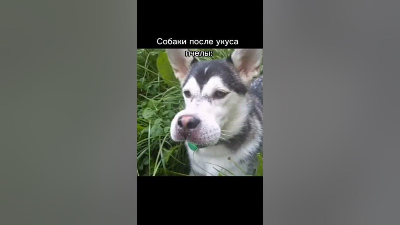 Собака после укуса пчелы мем Literally the funniest meme in the whole wide world. Hilarious, Funny memes, Fun