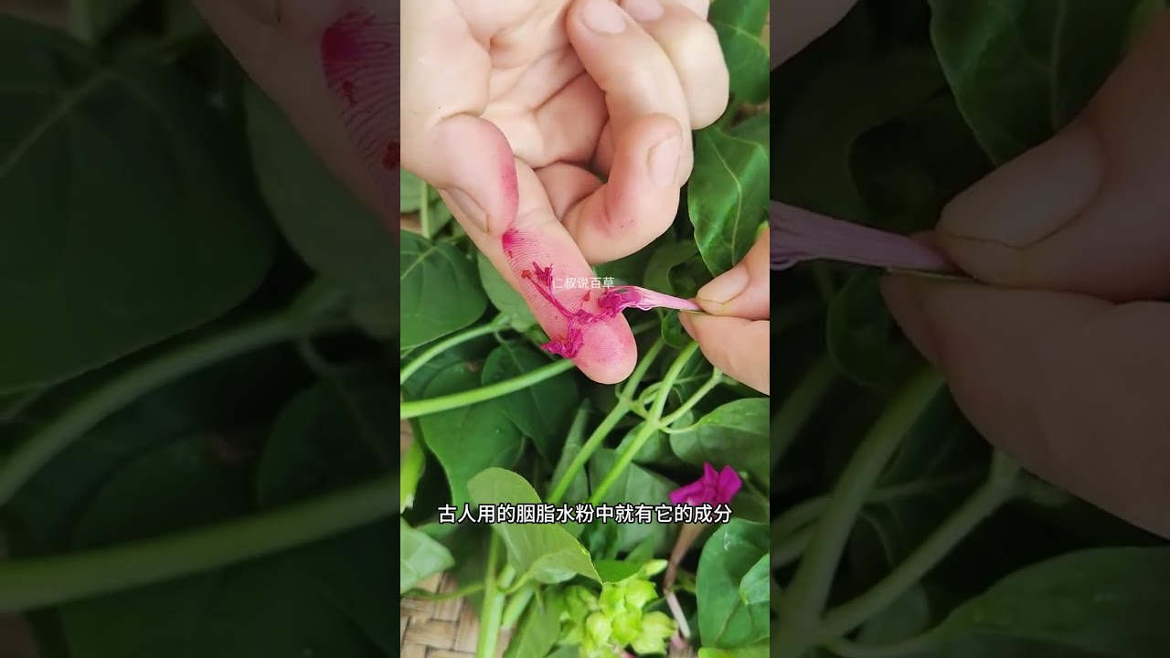 胭脂花,你的家乡还有这种植物吗? #植物科普 #涨知识#植物#大自然#科普#shorts