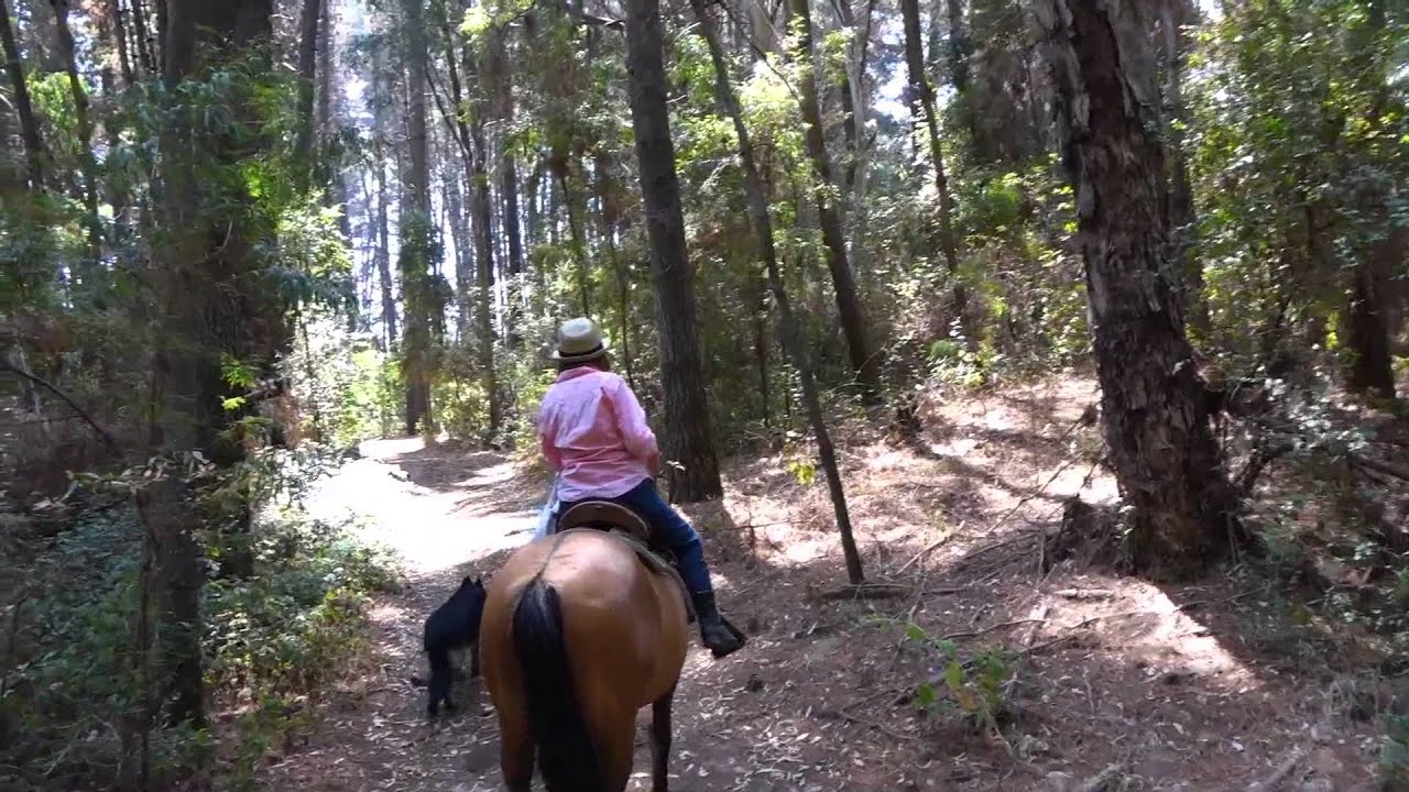 Horseback Riding Through The Woods YouTube