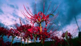 Idola Set 05 不朽の曼珠沙華