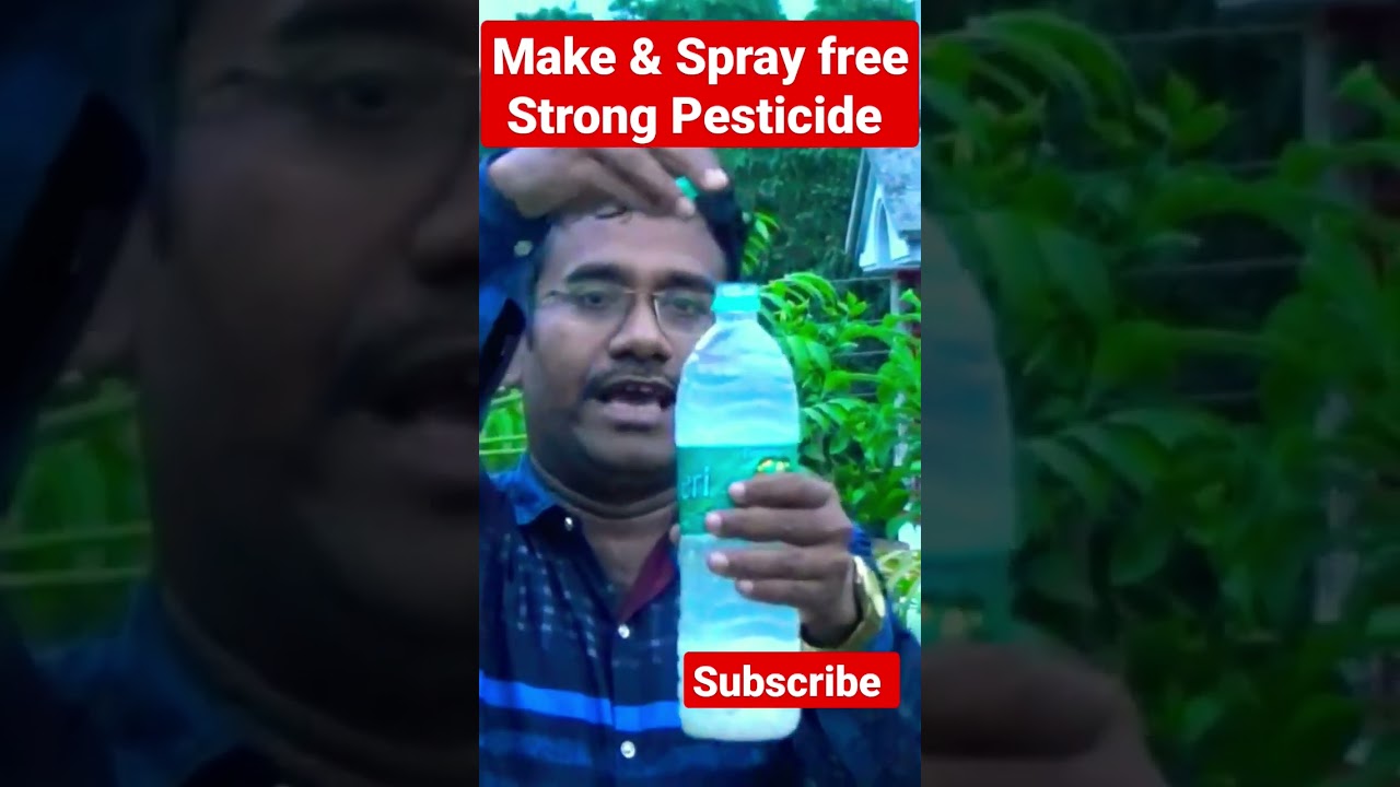 ⁣ভাত দিয়ে বিনামূল্যে তীব্র কীটনাশক বানিয়ে গাছে স্প্রে করে সমস্ত পোকা দমন করুন #shorts #viral #video