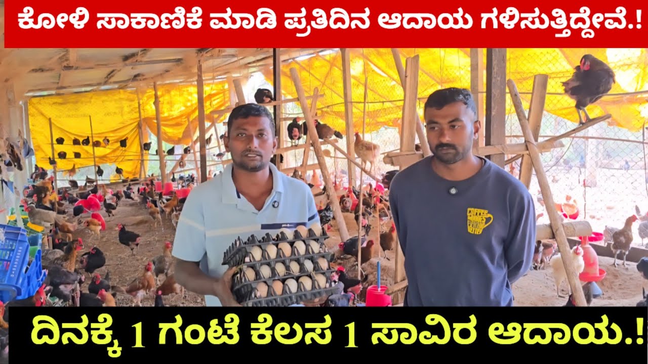 ಕೋಳಿ ಸಾಕಾಣಿಕೆ ಮಾಡಿ ಪ್ರತಿದಿನ ಆದಾಯ ಗಳಿಸುತ್ತಿದ್ದೇವೆ.! ದಿನಕ್ಕೆ ಒಂದು ಗಂಟೆ ಕೆಲಸ ಒಂದು ಸಾವಿರ ಆದಾಯ.!
