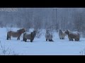 Якутским лошадям нестрашны лютые морозы