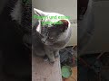 #ihavethisthingwithplants #lifeisbutadream #cat #beruhigendemusik #kitten #regen #cute