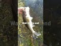catch and release compilation #bass #fishing #compilation #catchandrelease #shorts