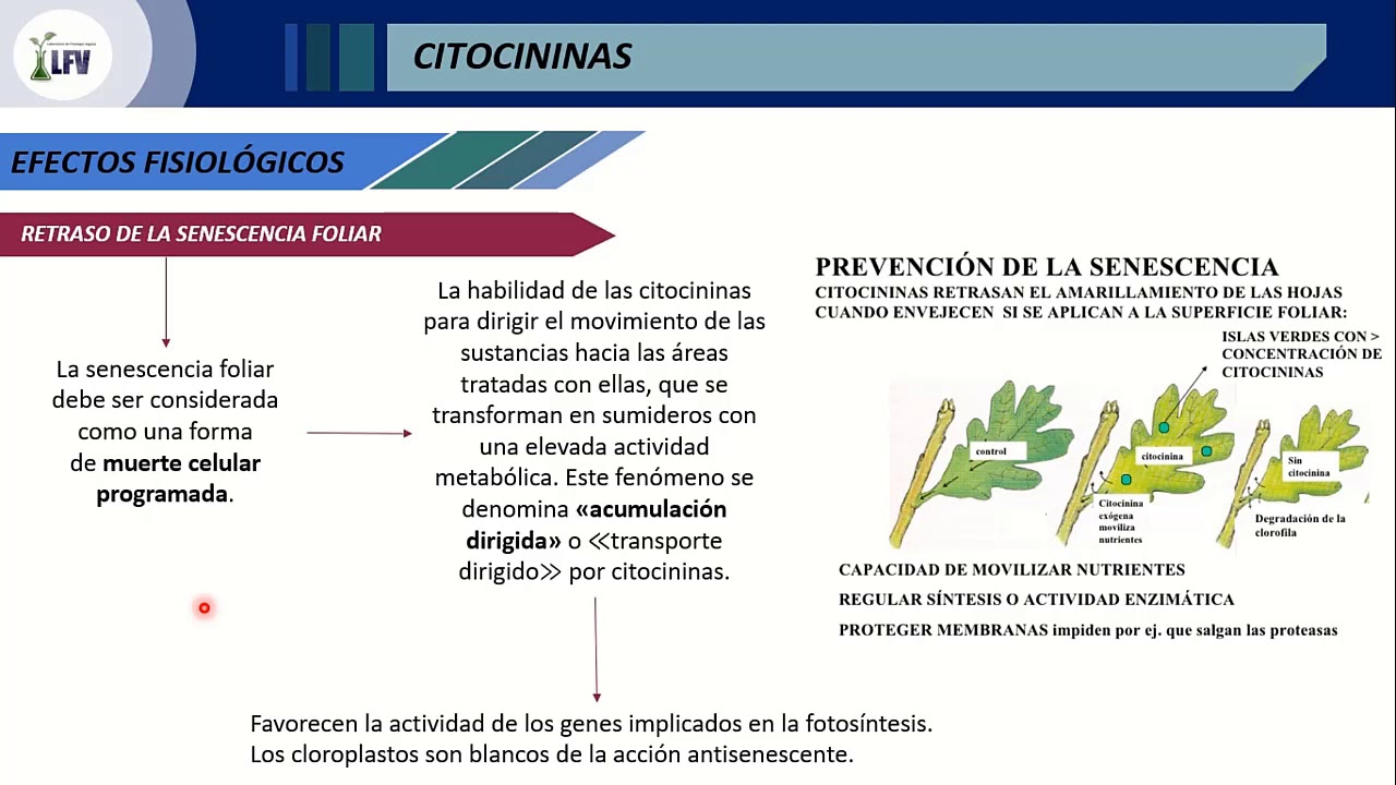 Fitohormonas. Efectos y Aplicaciones (Parte 2)
