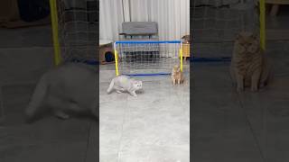 Kucing Ini Selalu Sial Mulu Kasian Banget 