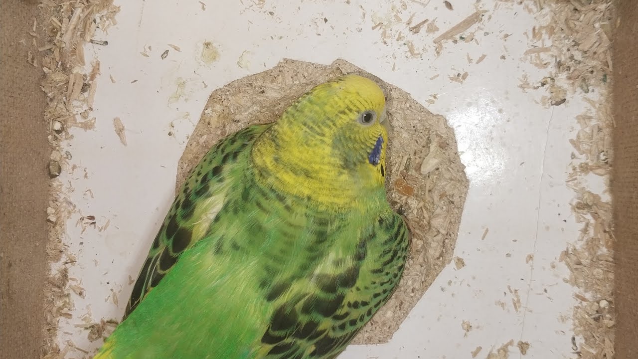 Parrot Baby World  23.02.2026