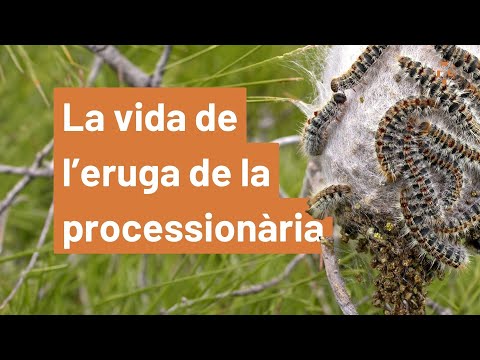 Què és l'eruga de la processionària del pi? - video from Creaf