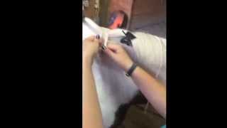 How to braid! For a hunter horse show!          -Ash