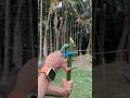 Handmade Bamboo Craft | Eco Friendly Air Fun Tool | Relaxing Satisfying Action #bamboodiy