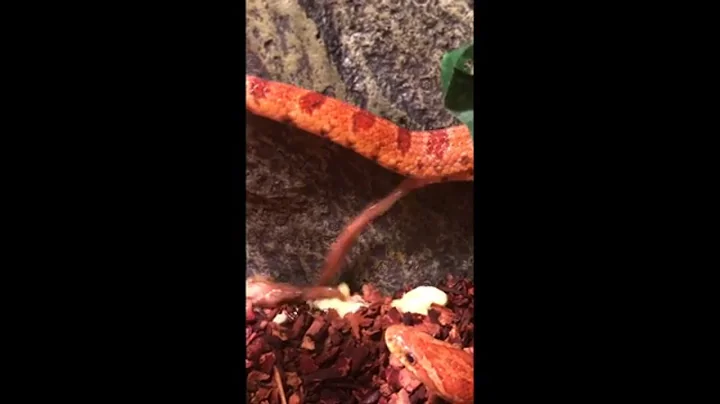 Pet Snake Going Potty Becomes Surprising (and Gros...