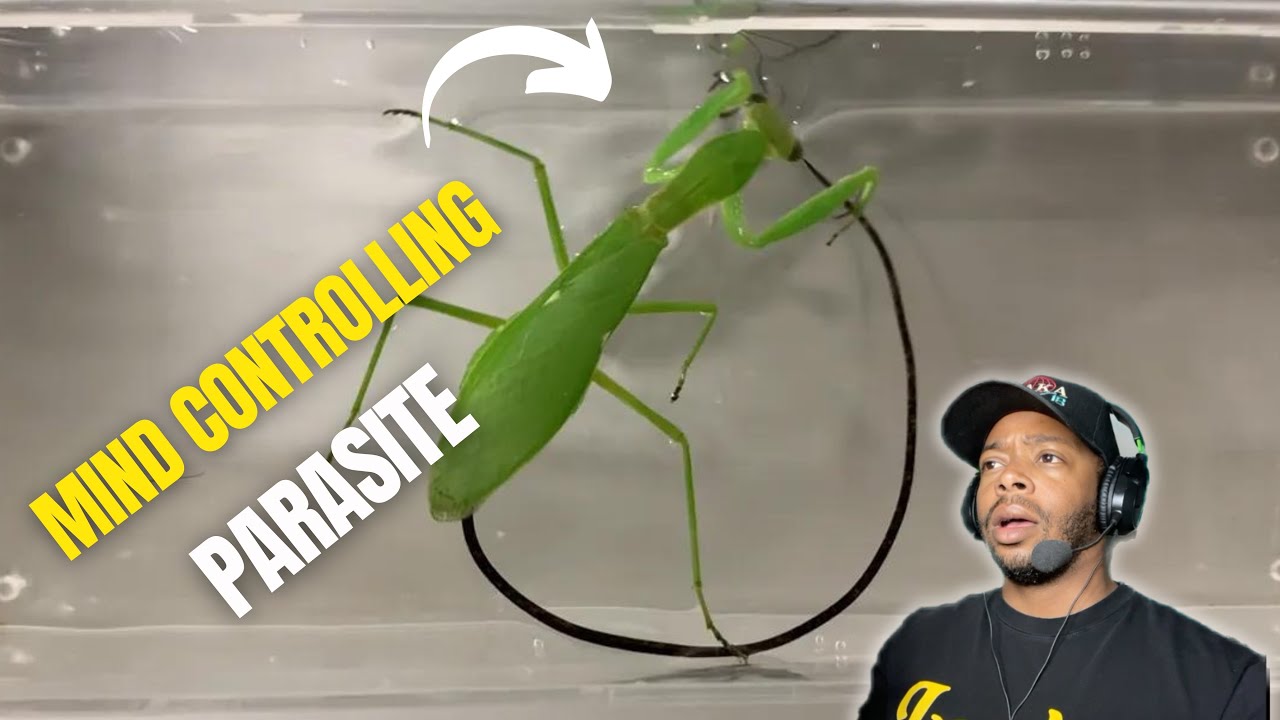 Parasitic Takeover Horsehair Worms' Control Over Insect Minds YouTube