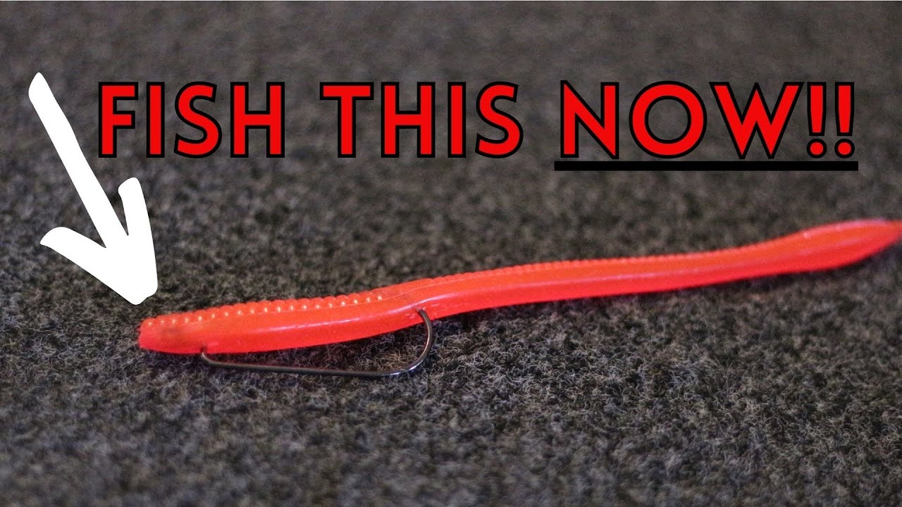 Zoom Trickworm Tips For Fishing RIGHT NOW! 