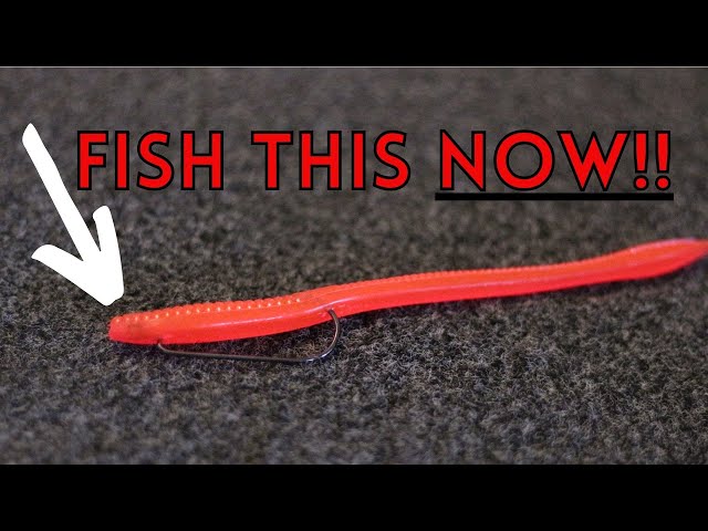 Zoom Trickworm Tips For Fishing RIGHT NOW! 