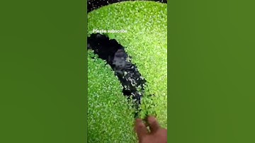Thumbnail of lot's of duckweed grown in my guppy fishes home 🥰