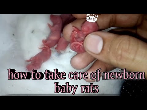वीडियो: चूहे की देखभाल कैसे करें