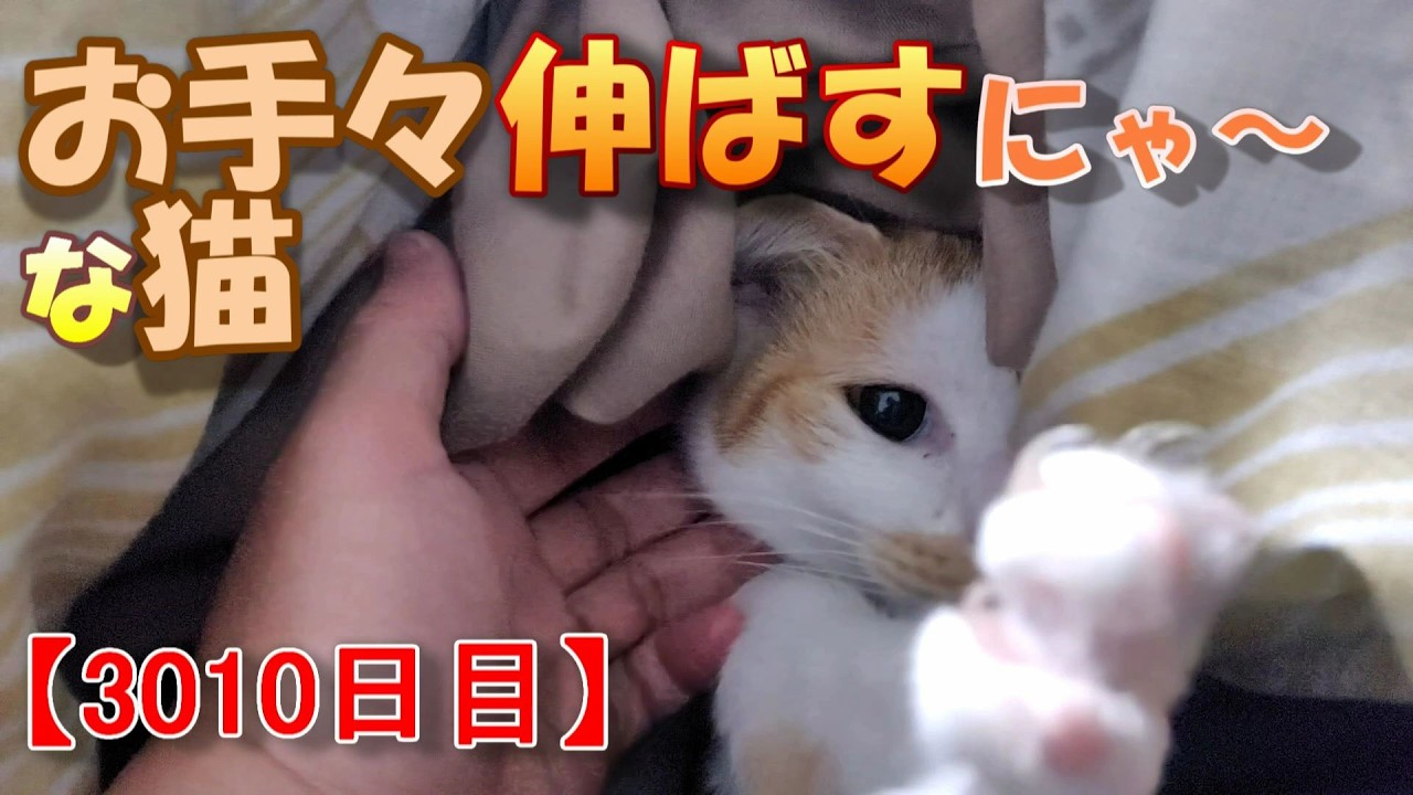 猫　
キャットゲージ Amazon.co.jp | トレンドマスター なでなでねこちゃんEX 長毛種猫