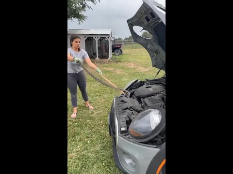 Texas mom fearlessly removes snake from car engine: video