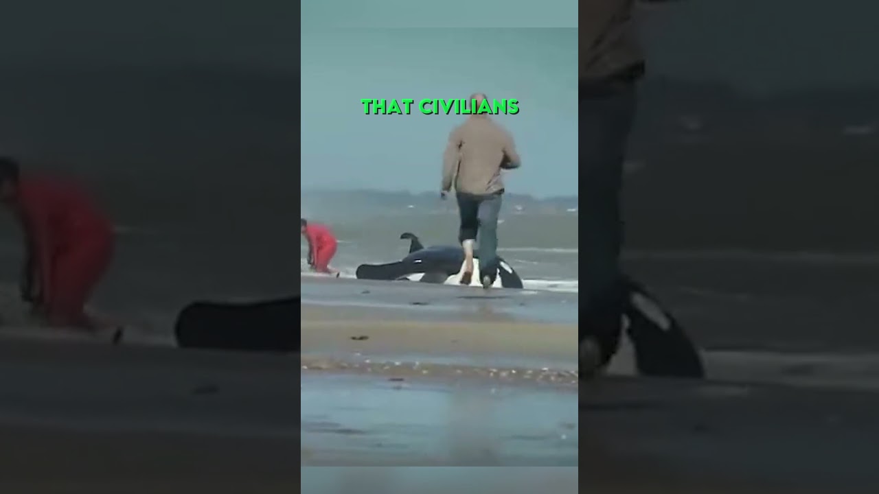 People come together to save stranded Orcas ❤️