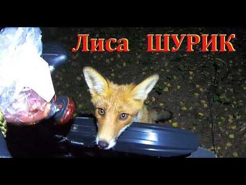 Дикий Лисёнок ШУРИК