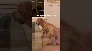 BETHANY?!!!   #shortsfeed #dog #labradoodle #doggo #watchuntiltheend #aw #funny #animals #hehe