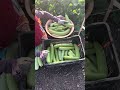 #vlogger #trending #kisan #youtube #vlog #farming #tractor #car #indoremandi #share #like #sabji