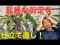 【剪定　pruning 】仕立て直しの大変さを庭師が語る！頑張って仕立て直し！