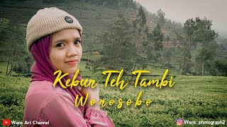 Tea Garden Wonosobo Cinematic Vlog