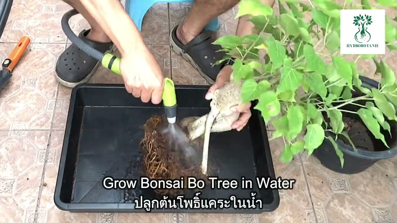 วิธีปลูกโพธิ์แคระในน้ำ