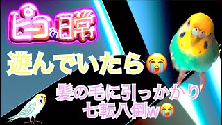 ピーコの日常〜 遊んでいたら七顛八倒w