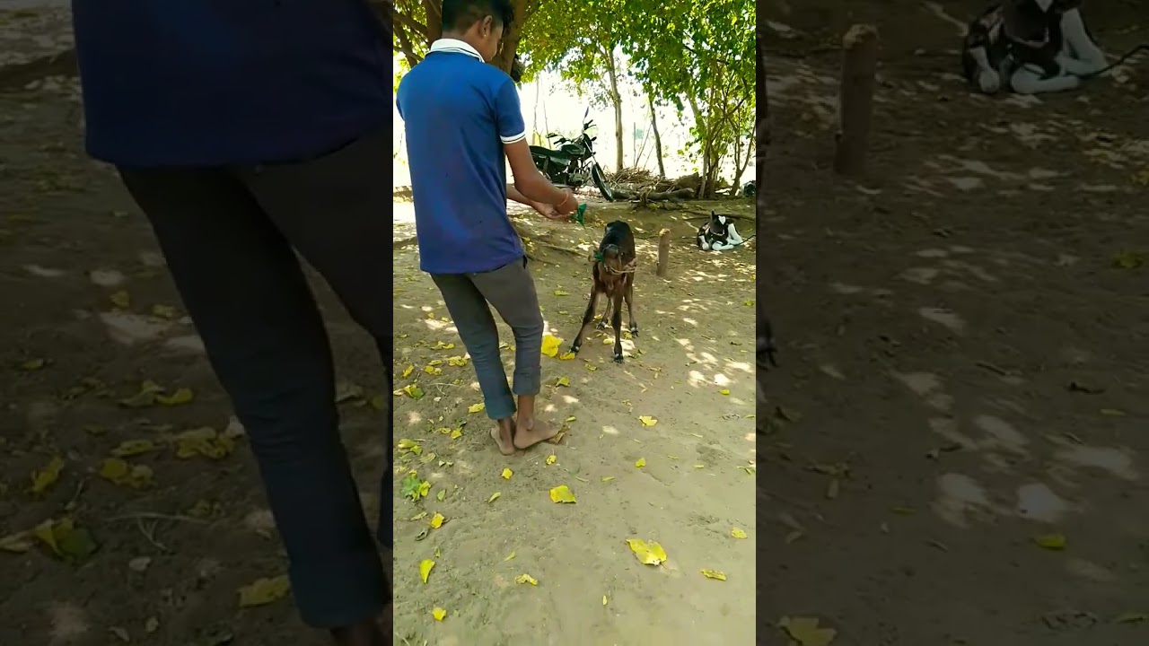 new gujarati so funny & comedy short viral video 