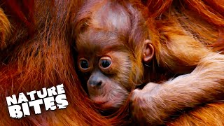 Baby Orangutan Goes Missing | The Secret Life of the Zoo | Nature Bites