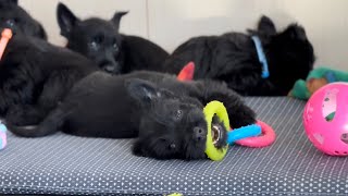 Scottish Terrier Puppies - 6 Weeks Old by K&MPawTails 696 views 1 year ago 4 minutes, 50 seconds