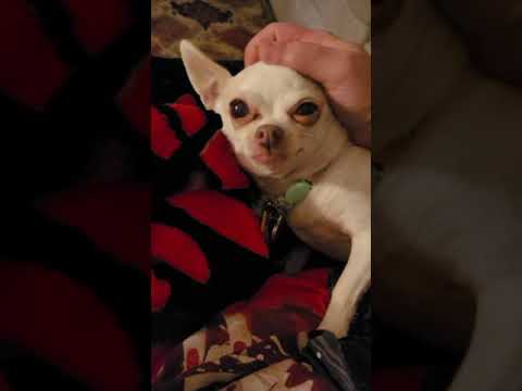 tiny haven chihuahuas price