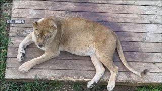 札幌市 ノースサファリサッポロ　東京の投資会社が支援申し出「動物救いたい」(2025年12月3日)