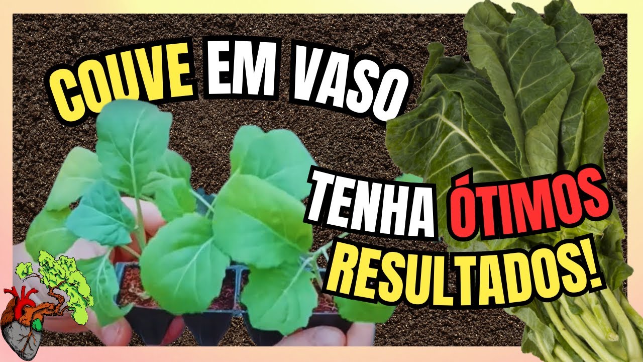 Como Cultivar Couve? A Melhor Forma de Plantar e Fazer Durar Anos ...
