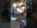 Lakkha pigeons #trending #shorts #pigeon