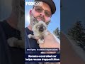 Remote-controlled car saves kitten