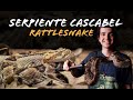 En Busca de la Cascabel (Crotalus simus) Serpientes de Costa Rica