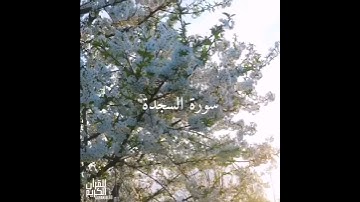 سورة : السجدة القارئ : محمد سبيعان