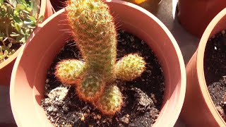 ضرعاء متطاولة نبات زينة متميز Mammillaria elongata