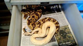 Puma ball python breeding.