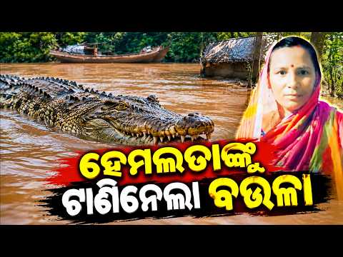 Crocodile Attack Turns Fatal in Kendrapara | Woman Dies After Being Dragged Into River