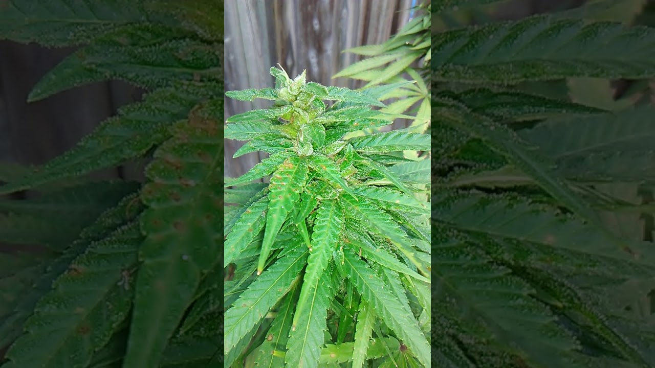 Medicinal Canadian Cannabis 2020 outdoor grow. YouTube