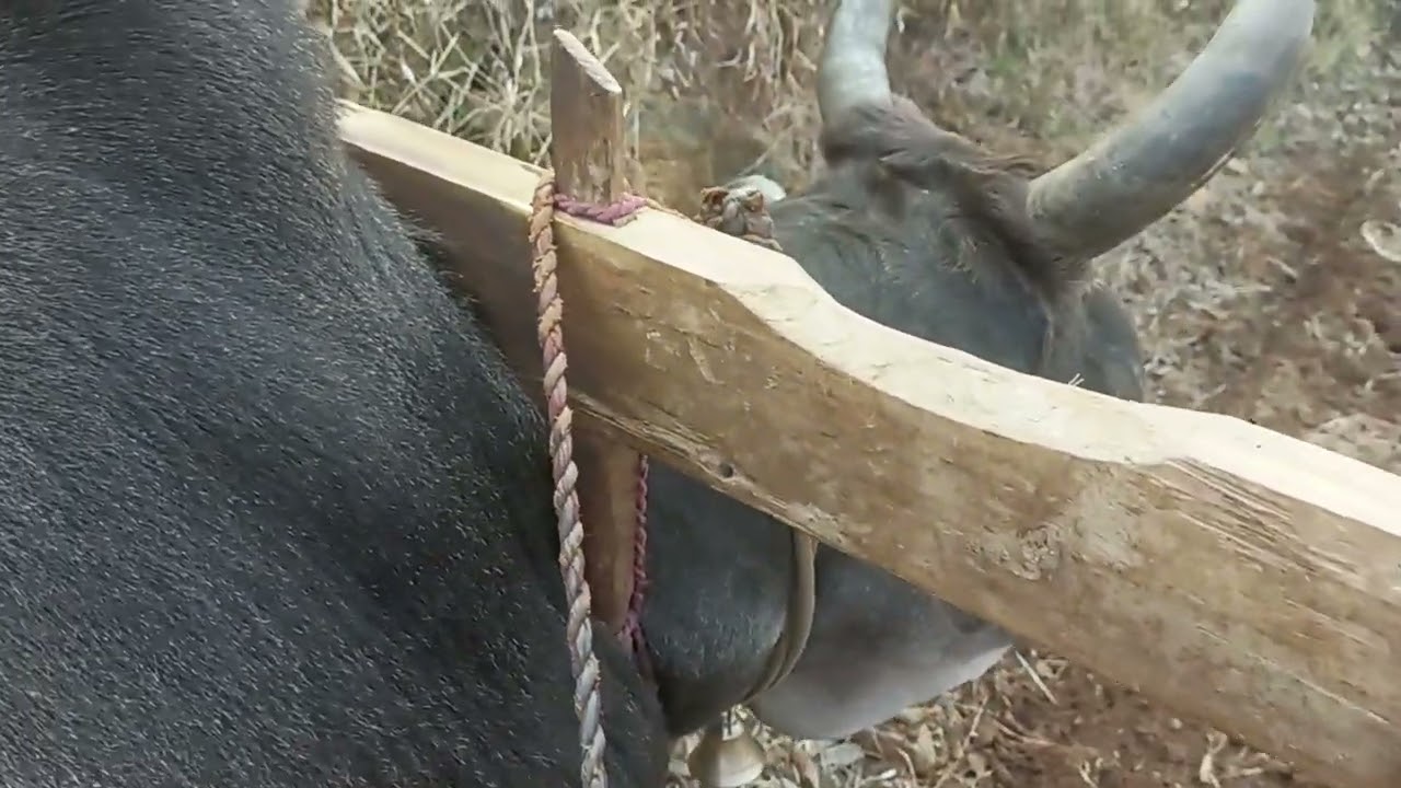 aaj dekhiye Hamara mool Gaon!..#. Bhelunta 