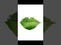 Green City Art Design | Photoshop Leaf and Buildings Effect #learnphotoshop #photoshop #tutorial