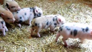 Mini Pigs Kune Kune Mix For Sale