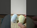 すみっコぐらし劇場「円安」#shorts #すみっコぐらし