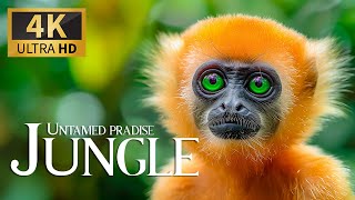 Untamed Paradise Jungle 4K 🦌 Discovery Relaxation Wonderful Wildlife Movie with Relaxing Piano Music